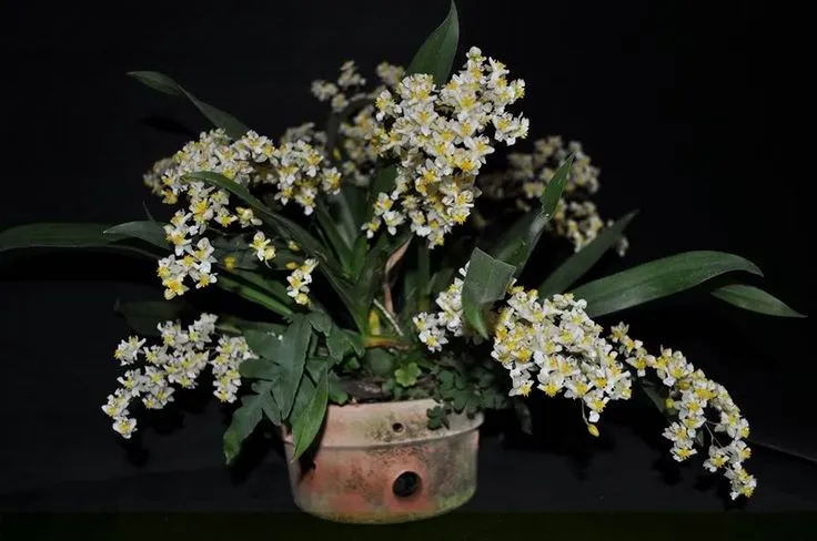 Orquídea Oncidium Twinkle 'Yellow Fantasy', uma micro orquídea com flores amarelas e um aroma doce.