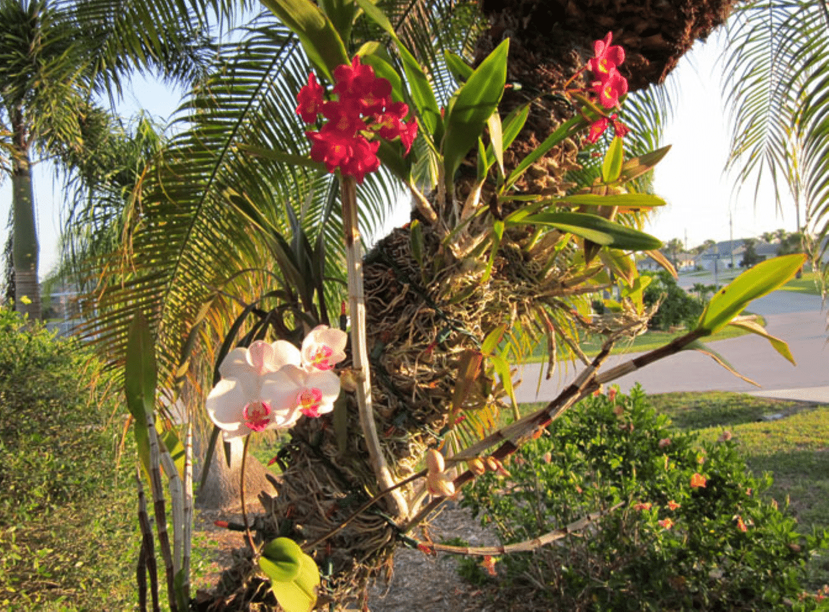 Orquídeas sendo cultivadas em tronco de árvore, ilustrando o processo de enraizamento.
