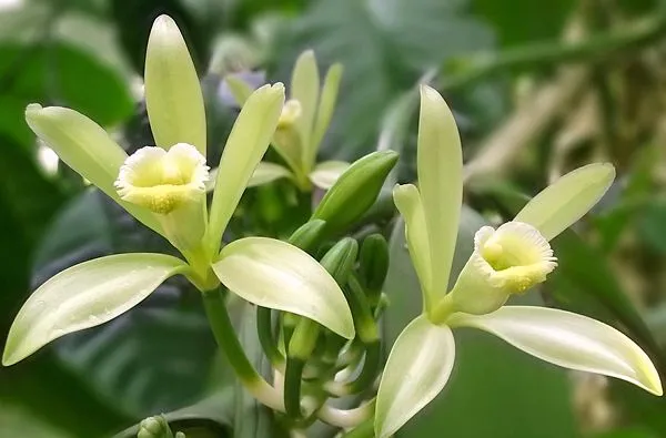 Flores da orquídea Vanilla, a fonte natural do sabor de baunilha.