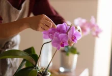 Pessoa cuidando de orquídeas, ajustando as flores de uma planta de Phalaenopsis.