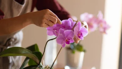 Pessoa cuidando de orquídeas, ajustando as flores de uma planta de Phalaenopsis.