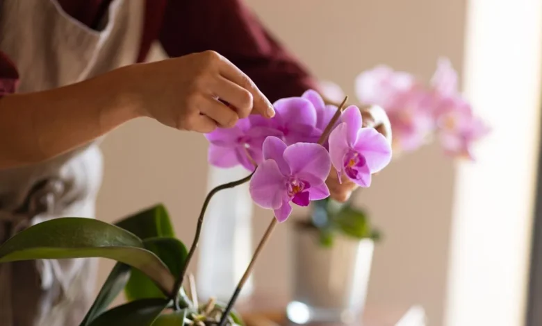 Pessoa cuidando de orquídeas, ajustando as flores de uma planta de Phalaenopsis.