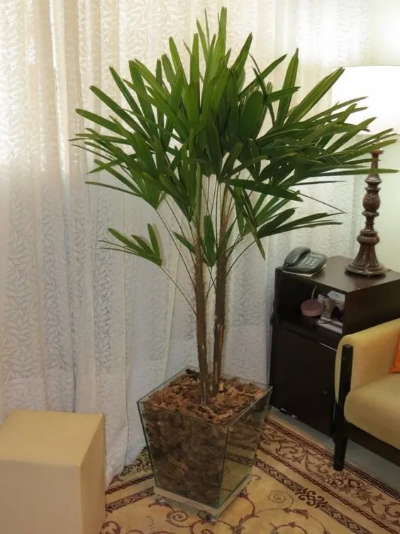 Palmeira Ráfia em vaso de vidro decorando um ambiente interno aconchegante.