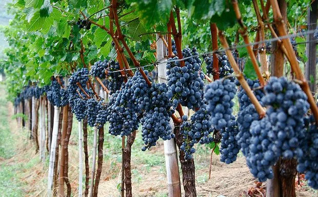 Parreira de uva carregada com cachos de uvas, representando uma árvore frutífera que pode trazer problemas para o quintal.