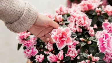 Pessoa tocando uma flor de peônia, simbolizando o cuidado necessário para plantar e cultivar essas flores duradouras
