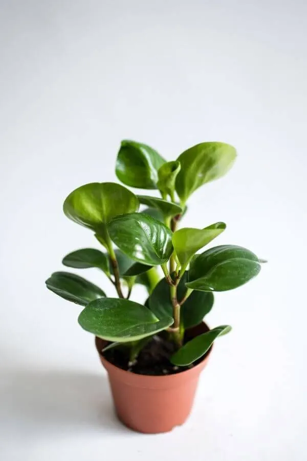 Imagem da Peperômia, uma planta compacta ideal para espaços pequenos e com pouca luz, com suas folhas brilhantes e arredondadas.