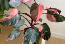 Planta Philodendron Pink Princess com folhas verdes escuras e detalhes rosas.