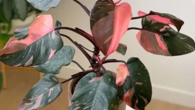 Planta Philodendron Pink Princess com folhas verdes escuras e detalhes rosas.