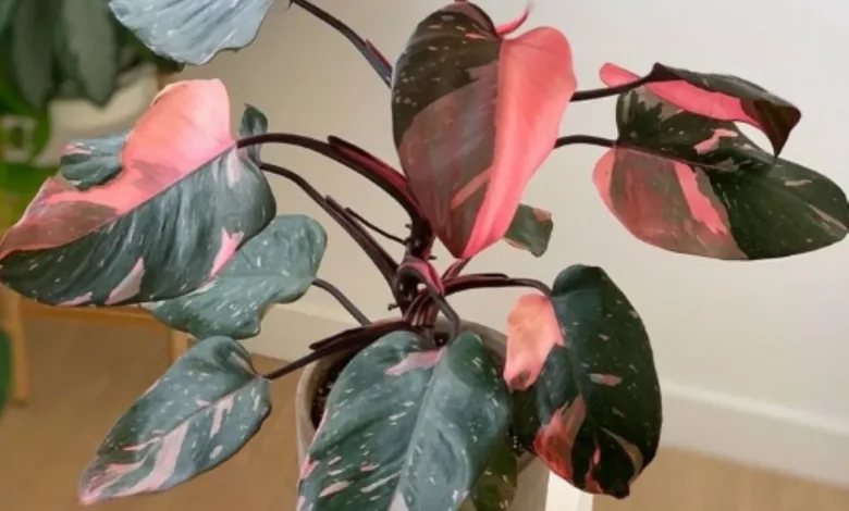 Planta Philodendron Pink Princess com folhas verdes escuras e detalhes rosas.