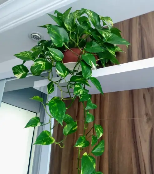 Planta jiboia colocada em uma prateleira, suas folhas verdes caem decorando o ambiente.