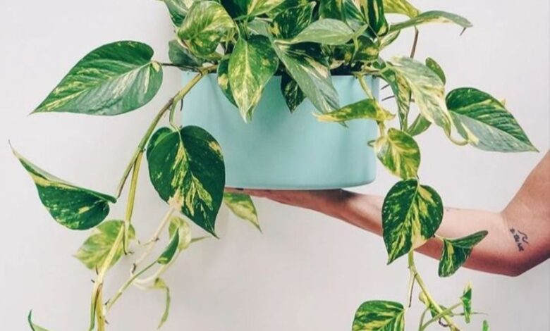 Mão segurando uma planta jiboia com folhas verdes em um vaso branco, representando a beleza dessa planta.