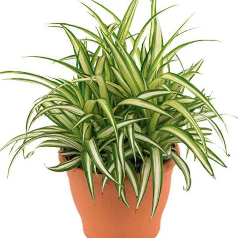 Planta ornamental verde em vaso de barro, ideal para decoração de varandas.