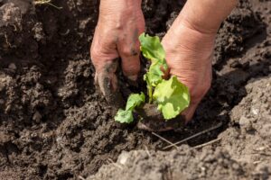 Mãos plantando uma muda de alface no solo úmido.