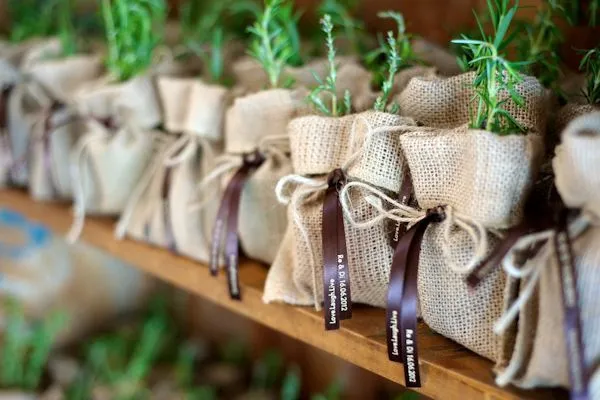 Pequenos vasos de plantas envoltos em sacos de juta, alinhados em uma prateleira de madeira.