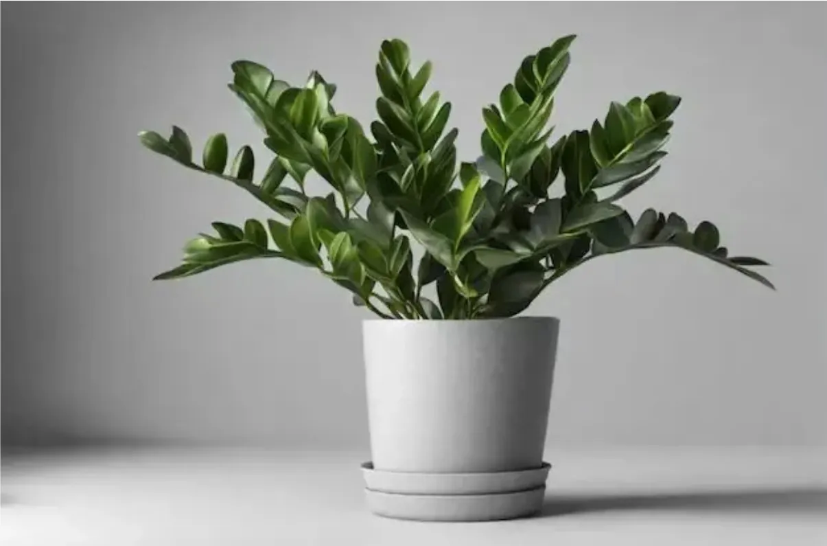 Planta zamioculca em vaso cinza sobre fundo neutro.