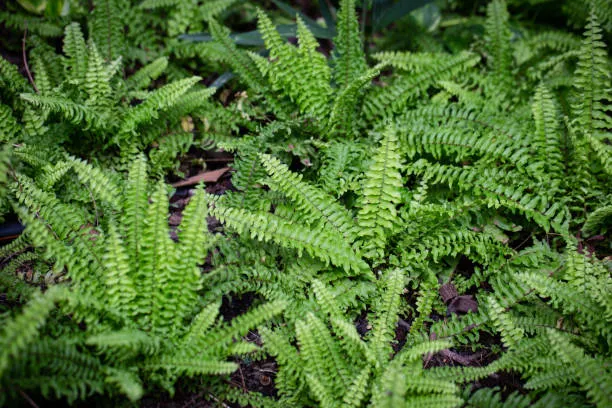 Folhagem densa e vibrante da renda-francesa (Nephrolepis cordifolia), uma samambaia ornamental.