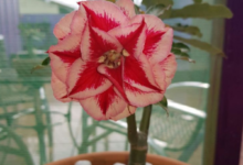 Flor de Rosa do Deserto em vaso com pedras brancas.