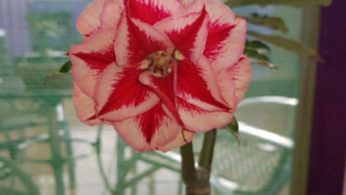 Flor de Rosa do Deserto em vaso com pedras brancas.