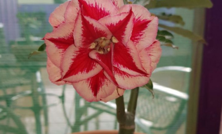 Flor de Rosa do Deserto em vaso com pedras brancas.