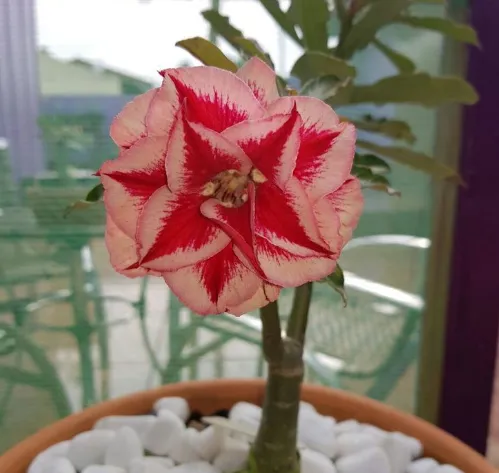 Flor deslumbrante de Rosa do Deserto com tons vermelhos e creme.