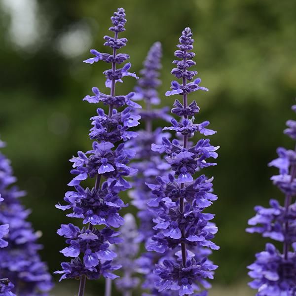  Flores de sálvia roxa, conhecidas por suas propriedades benéficas para a memória e redução das ondas de calor.