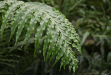 Folha de samambaia verde com detalhes nítidos, representando uma planta saudável.