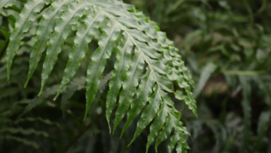 Folha de samambaia verde com detalhes nítidos, representando uma planta saudável.