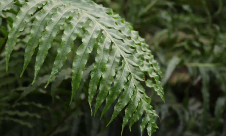 Folha de samambaia verde com detalhes nítidos, representando uma planta saudável.