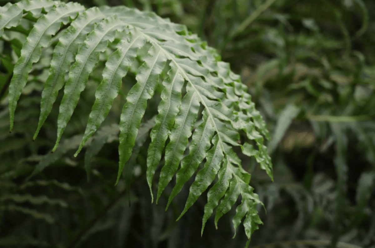 Folha de samambaia verde com detalhes nítidos, representando uma planta saudável.
