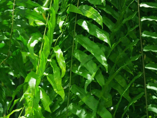 Folhagem alongada e verde da Samambaia de Metro (Nephrolepis biserrata) iluminada pela luz natural.