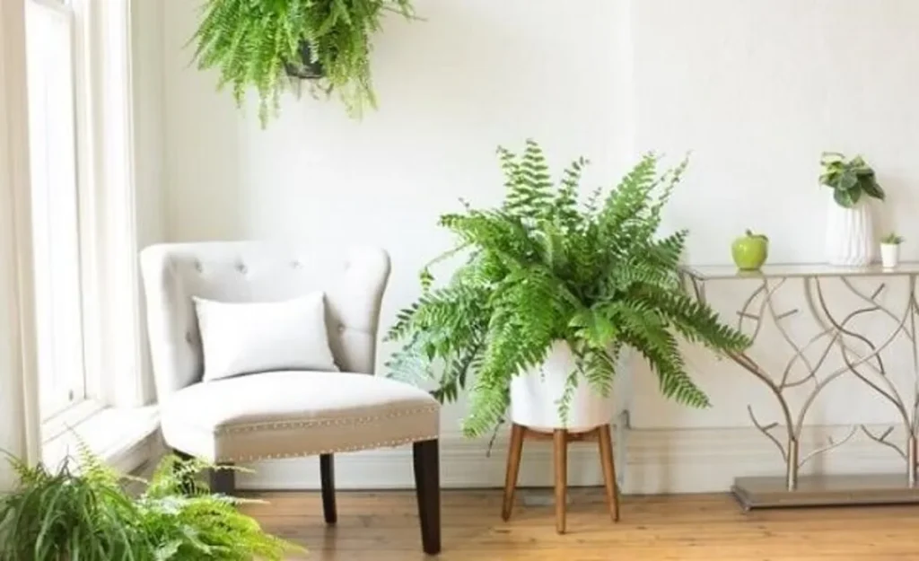 Samambaias em ambiente interno, com uma delas em um vaso branco e outra pendurada, criando um ambiente verde e saudável.