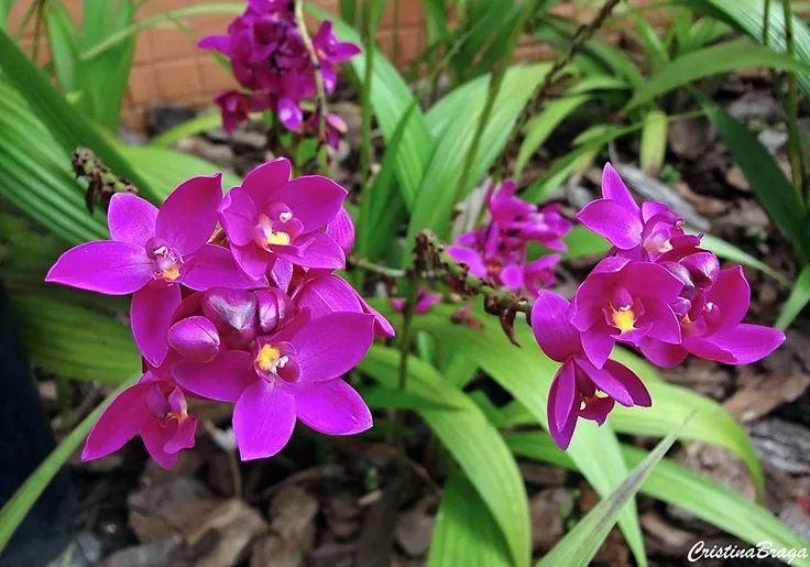 Orquídea Spathoglottis unguiculata com flores roxas, exalando aroma de uva.