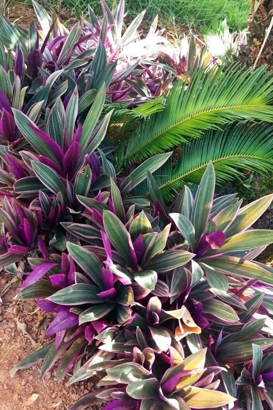 Trapoeraba-roxa em um jardim, combinando tons de verde e roxo vibrantes.