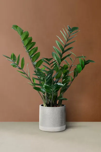 Planta Zamioculca em vaso de cimento sobre uma superfície clara, com fundo marrom elegante.