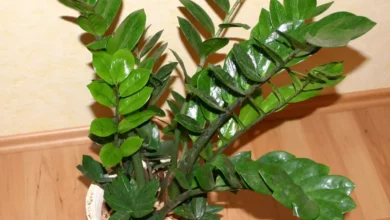 Planta Zamioculca zamiifolia em vaso branco sobre piso de madeira.