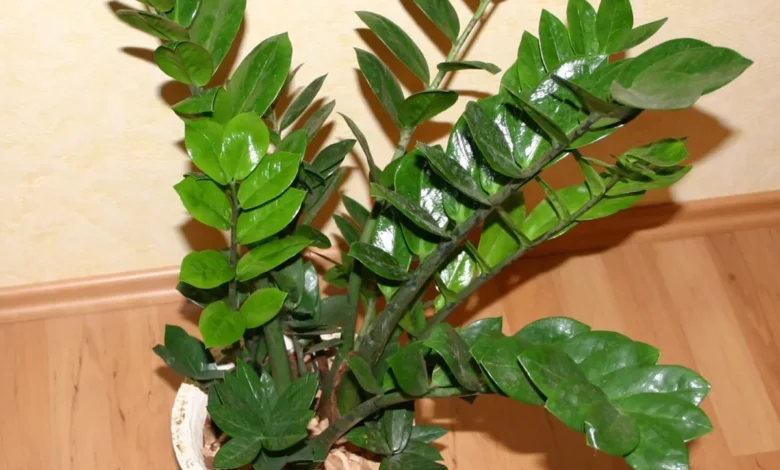 Planta Zamioculca zamiifolia em vaso branco sobre piso de madeira.