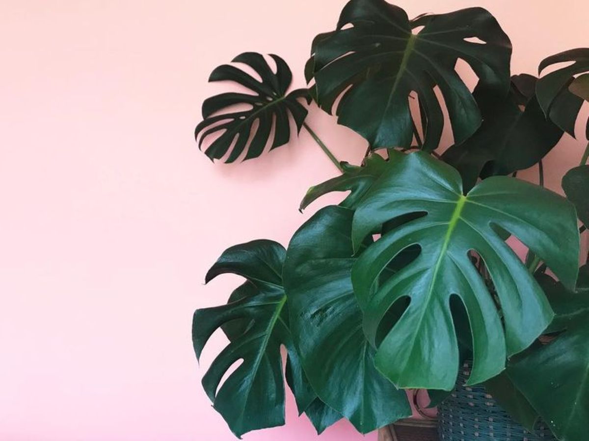 Planta com folhas verdes recortadas em destaque sobre fundo rosa claro