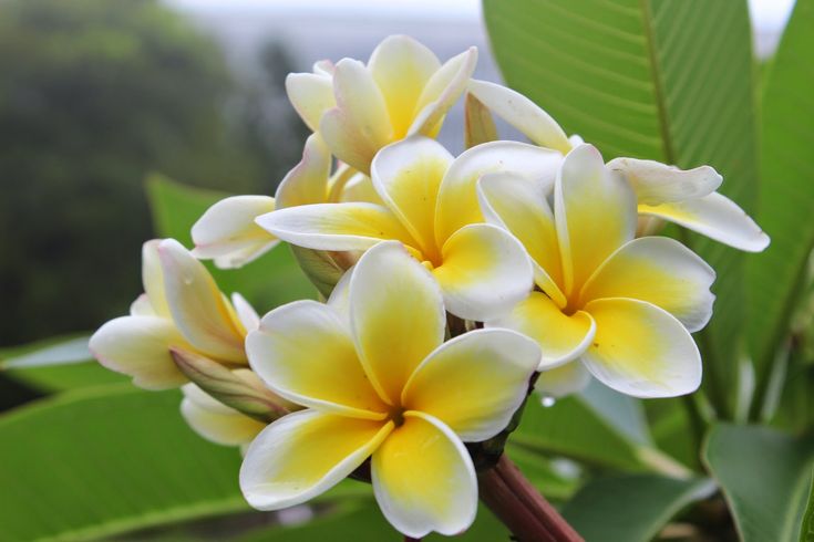 Flores de jasmim brancas e amarelas, conhecidas pelo aroma suave e propriedades calmantes.