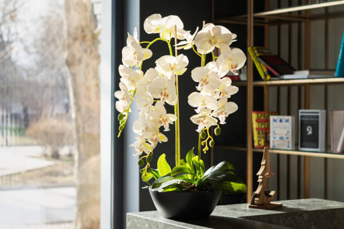 Orquídeas brancas em vaso, decorando ambiente interno iluminado por luz natural
