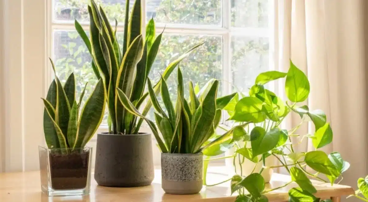 Planta de Sansevieria, também conhecida como espada-de-são-jorge, usada para afastar energias negativas e proteger o ambiente
