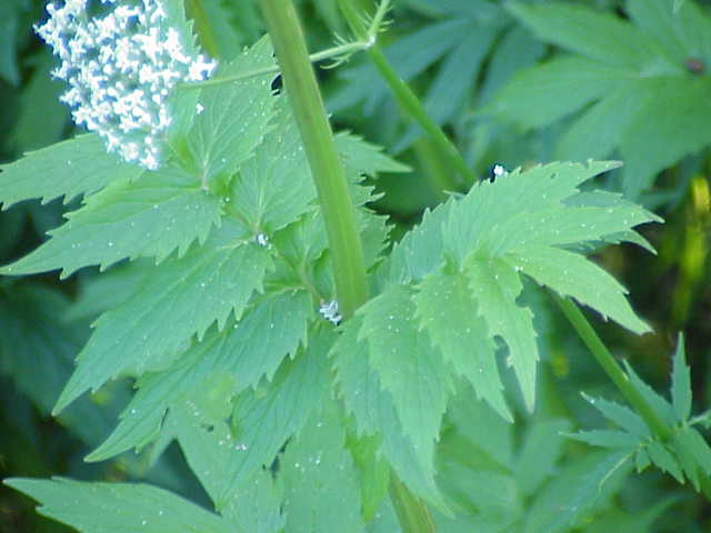 Folhagem de valeriana, planta medicinal famosa por seus efeitos calmantes naturais. 