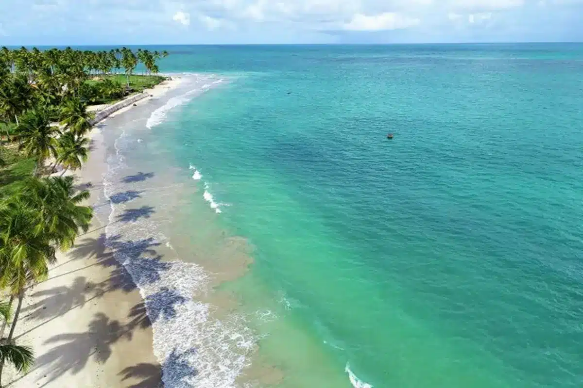 Vista aérea da praia de Carneiros, com águas claras e verdes e palmeiras à beira-mar, entre Recife e Maceió