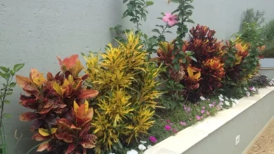 Plantas de cróton em vaso, com folhas coloridas em tons de verde, amarelo e vermelho, representando as dicas de cuidados com o cróton.