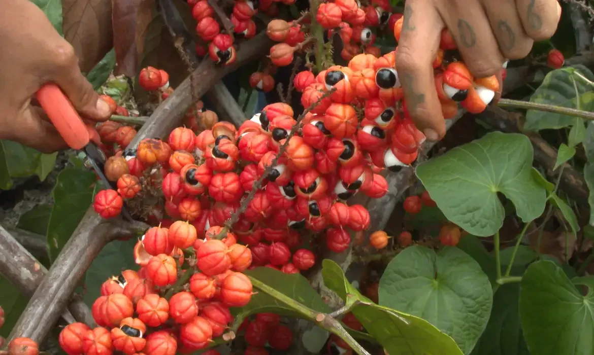 Colheita de guaraná, destacando os frutos vermelhos com sementes negras.