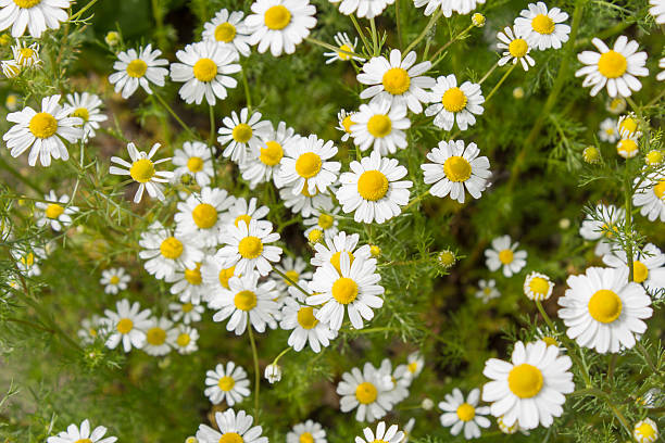  Flores de camomila desabrochadas, perfeitas para criar um ambiente calmo e relaxante.