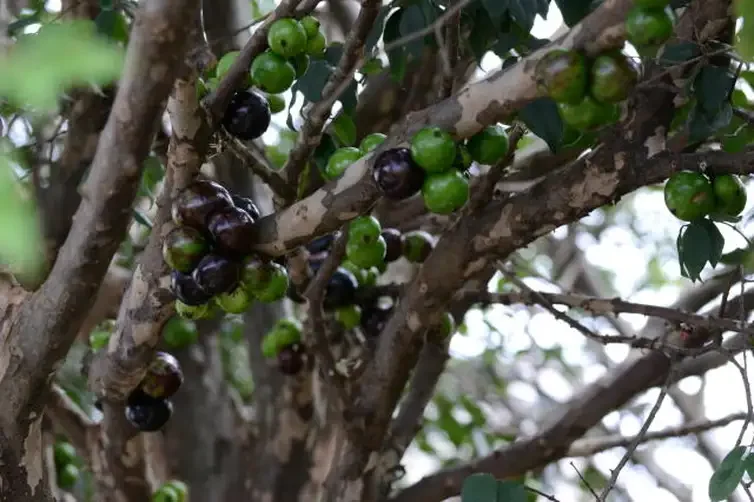 Ramos da árvore de jabuticaba com frutos verdes e maduros.