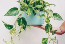 Planta jiboia em vaso azul sendo segurada por uma mão