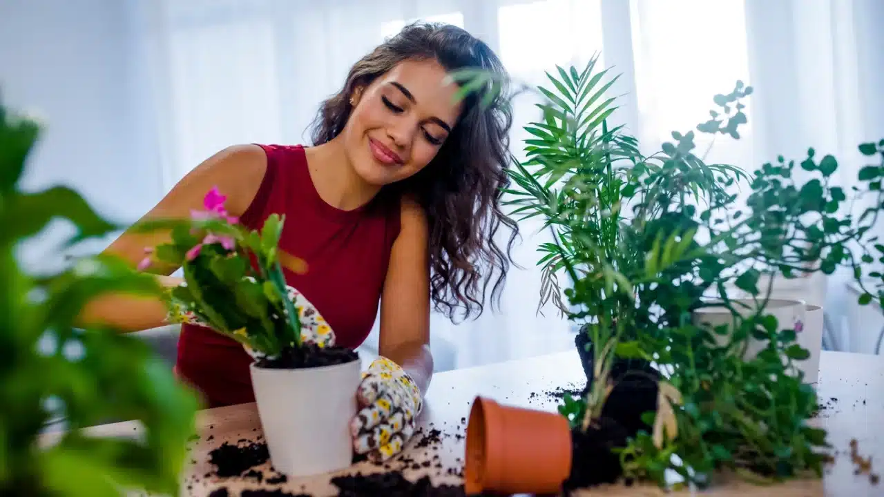 Mulher cuidando de plantas em casa, plantando flores em vaso com solo em cima da mesa