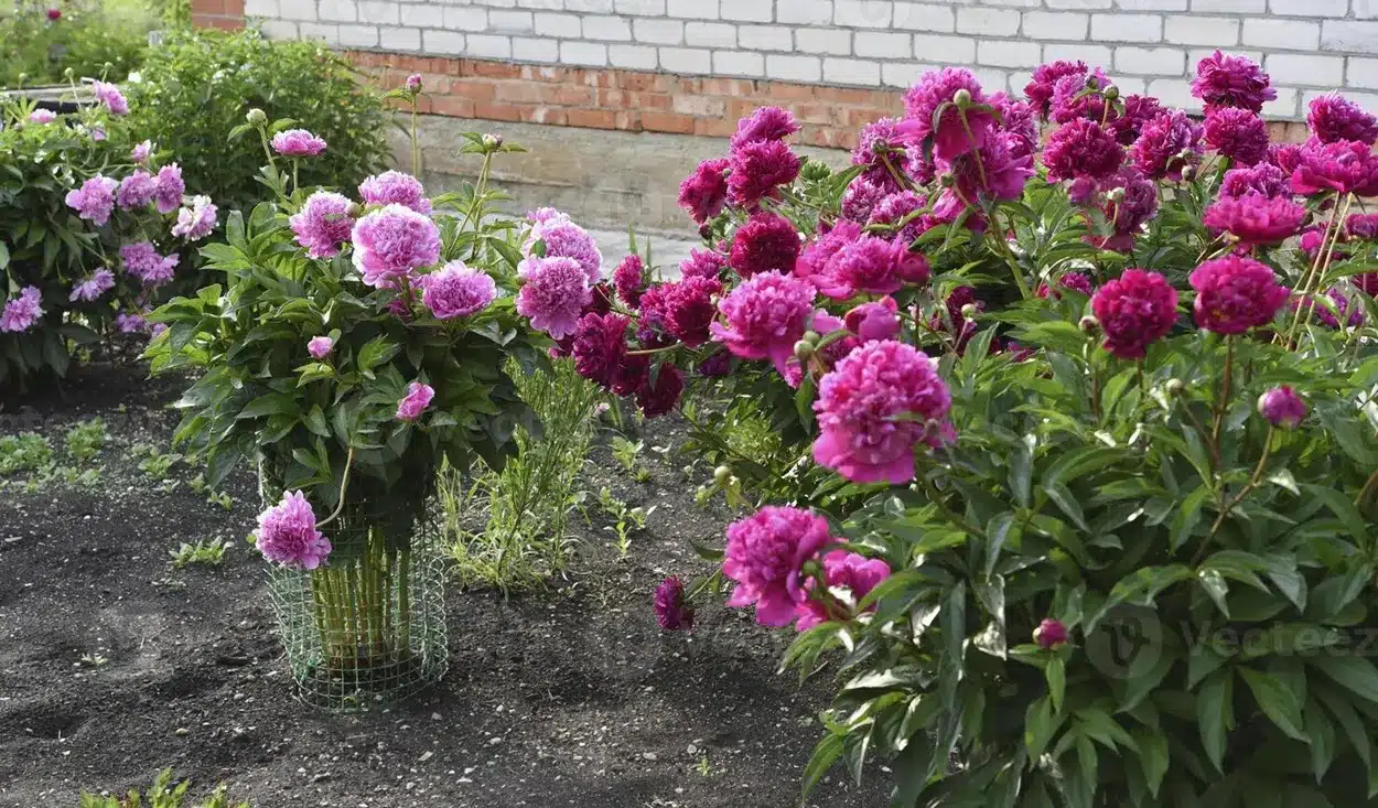 Peônias vibrantes em um jardim, com flores em tons de rosa e roxo, crescendo de maneira exuberante
