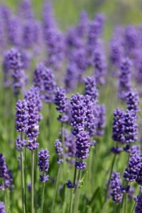 Campo com flores de lavanda em tons roxos, em foco, com fundo esverdeado desfocado.